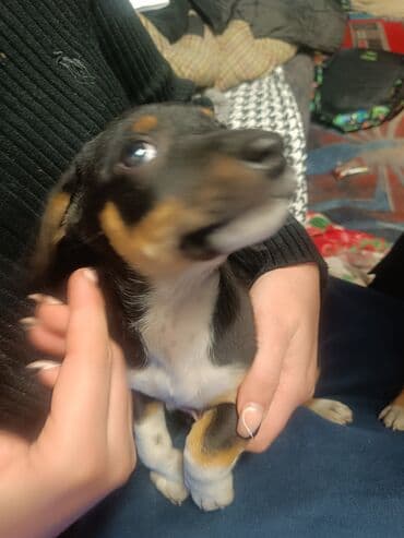 кони корса: Отдам щенков в добрые руки мама такса папа дворняшка — 8