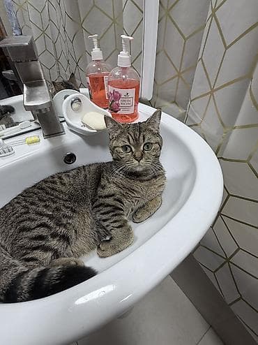 Отдам даром кошку: Скотиш Страйт (Шотландская прямоухая), 1 год, Девочка, Приучена к лотку — 3