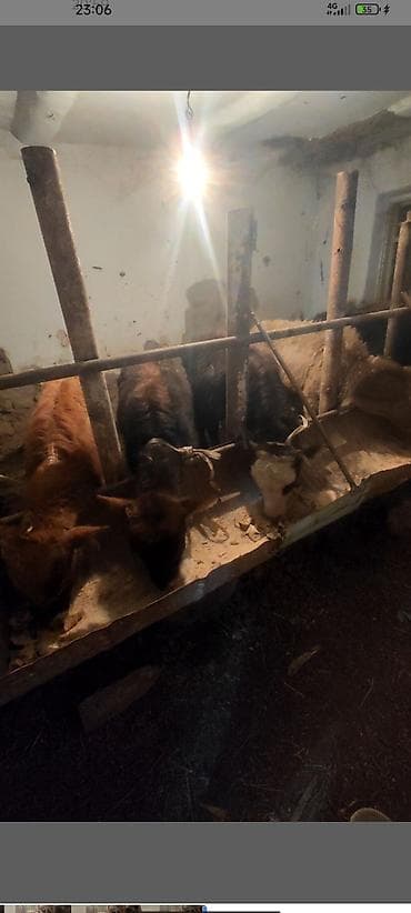 Продаю | Музоо, торпок