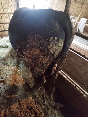 продаю домашние куры: Продаю | Бык (самец) | На забой | Привязанные — 5