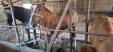 животные кошка: Продаю | Кобыла (самка) | Рабочий — 5