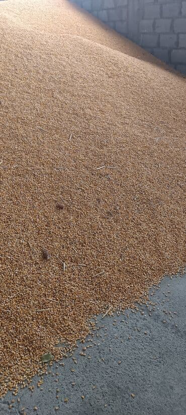 купить щенка пинчера: Продам кукурузу 20 тонн пионер сухая Продам кукурузу 20 тонн пионер — 1