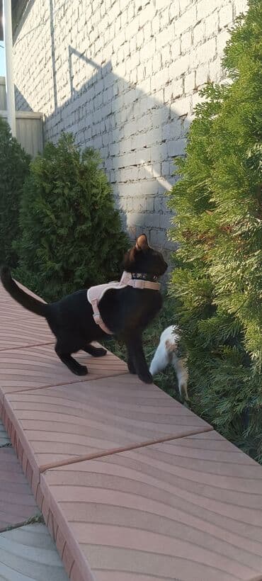 шотландская длинношерстная кошка цена: Кошка даром: Бомбейская, 4 месяца, Мальчик, Проглистована — 5