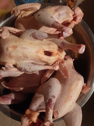 дом животных: Продаю | Индюшка (самка) | Черный принц, Северокавказская | На забой | Племенные — 6