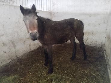 лошади в канте: Продаю | Кобыла (самка) | Кара Жорго | На забой — 6