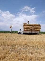 продажа щенков немецкой овчарки с документами в бишкеке: Саман туктор плотный чоон чоон метровый таза аппак. с доставкой выше — 10