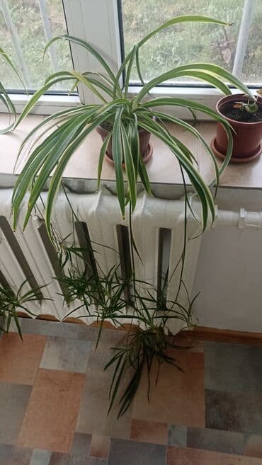 растения для аквариума: Хлорофитум вариегатный в горшке. - Комнатное растение с длинными — 1