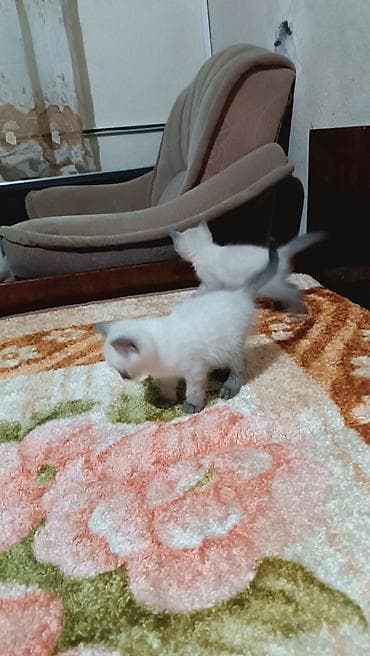 большие кошки: Котята с колор‑пойнт окраcом - Описание: на фото помёт котят — 6