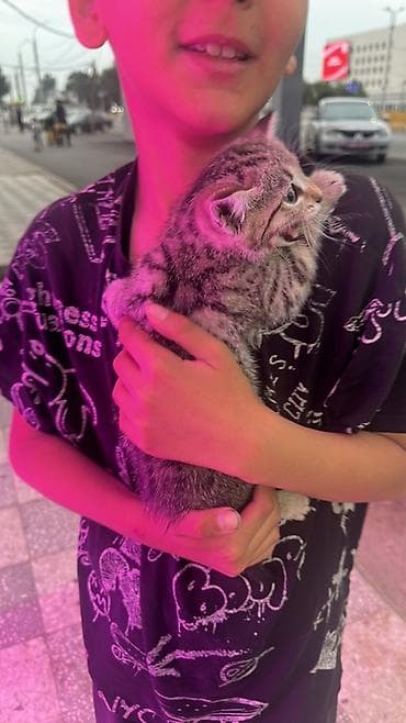 scottish fold: Кошка даром: Беспородная, Девочка — 4