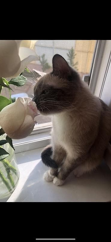 сиамские кошки котята: Кошка даром: Сиамская, Девочка, Приучена к лотку — 8