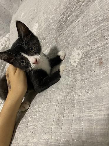 scottish fold: Котята чёрно-белого окраса (тюкседо). Крупные выразительные глаза — 2