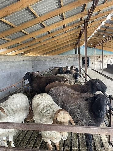 Продаю | Овца (самка) | Для разведения | Племенные