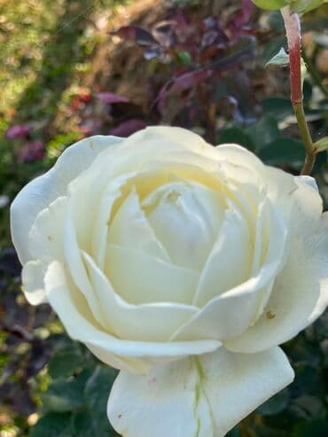 продажа домов шопоков: Дача, 55 м², 5 комнат, Старый ремонт — 25