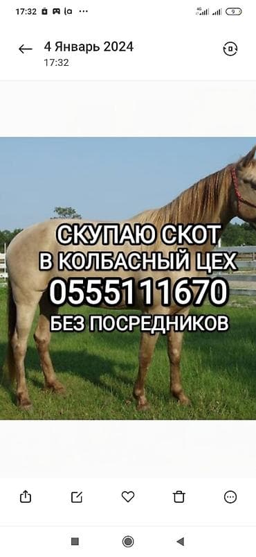 Колбасный цех : Лошади, кони, Коровы, быки, | Любое состояние, Забитый, На забой, на мясо