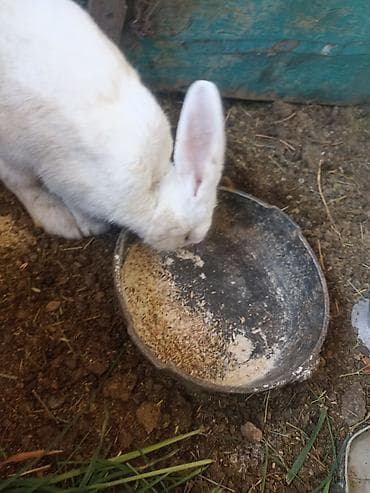 продажа кормов для сельскохозяйственных животных: Коендор сатылат пародасы великан баасы келищим турдо 2 коен баасы — 6