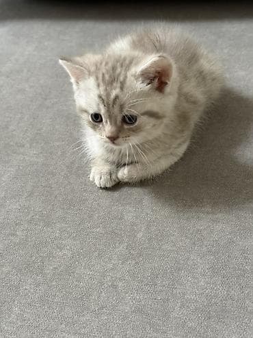 веслоухая кошка: Скотиш Фолд (Шотландская вислоухая), 1 месяц, Девочка, Серый, Приучена к лотку — 8