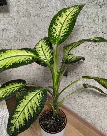 примула комнатные: Диффенбахия пестролистная Тропик Сноу - Эффектные крупные листья — 2