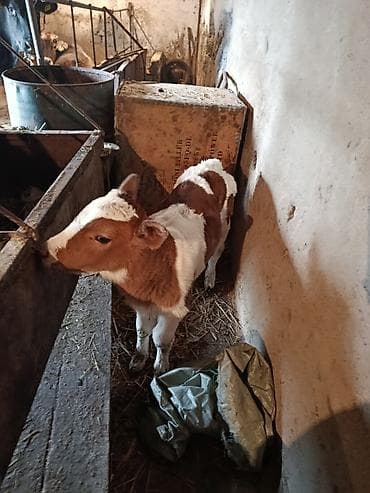 кок беде: Продаю | Музоо, торпок | Для молока | Искусственник — 3