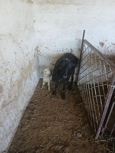 порода бенгал цена: Продаю | Овца (самка) | Для разведения | Матка — 2