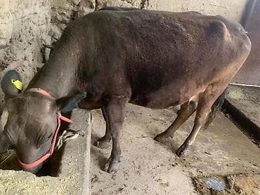 бооз бээ байтал: Продаю | Корова (самка) | Для молока | Привязанные — 2