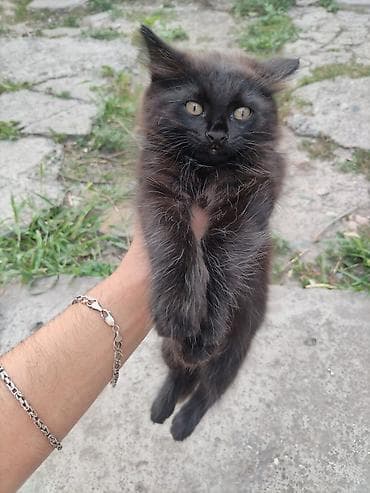 БЕЛОВОДСК!!! Черные котята ищут дом 🖤 2 мальчика и 1 девочка. Очень — 1