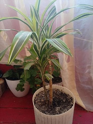 avatr 12: Драцена вариегатная (Dracaena fragrans/deremensis) — 3