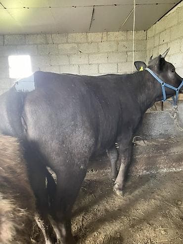 кошки на обувь: Продаю | Тёлка | Швицкая | На забой, Для молока — 2