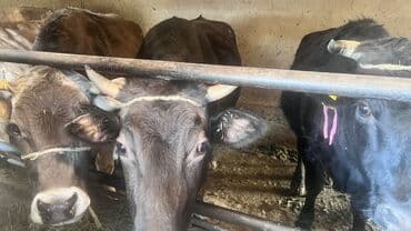 Услуги ветеринара: Продаю | Корова (самка) | Для разведения | Привязанные — 5