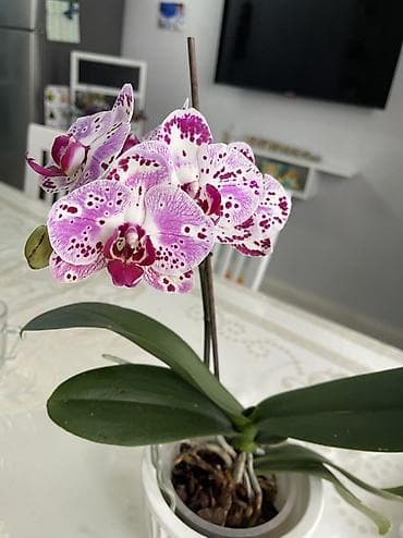 цветок мухаловка: Орхидея фаленопсис Голландия адаптированная к домашним условиям — 1