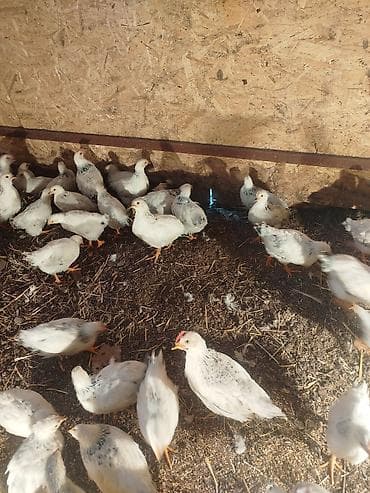 дакан цыпленок: Продаю | Цыплята | Для разведения — 3