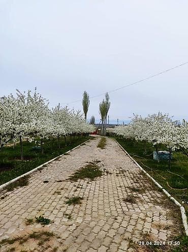Продаётся участок 2,55 га на Иссык-Куле, г. Чолпон-Ата Участок — 4