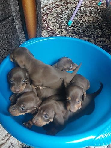 русская спаниель: Щенки таксы, гладкошерстная мини. Окрас: шоколад с подпалом. На фото — 2