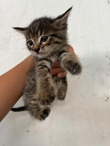 d cat: Кошка даром: Сиамская, Мальчик — 2