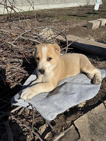 Аквариумдар: Алабай
Дата рождения: 21.12.2025 — 5