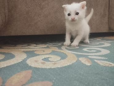 котята шотландская: Шотландские котята Мама шотландская вислоухая,папа обычный Родились — 5