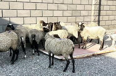 Продаю | Овца (самка), Ягненок, Баран (самец) | Гиссарская, Полукровка, Долан | Для разведения | Племенные, Ягнившаяся