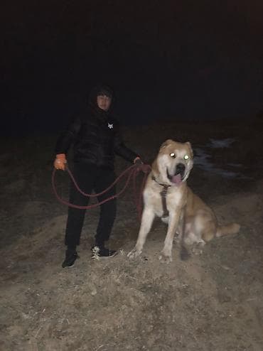 сибирская лесная кошка: Вязка: Алабай, Самец, 2 года, С родословной — 5