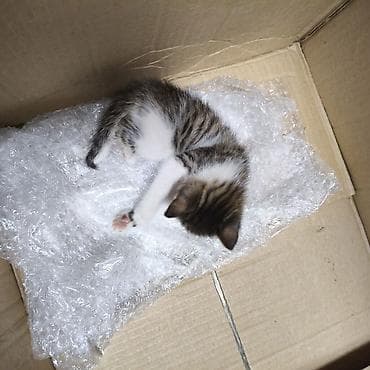 рыжие котята: Котёнок, тигрово-белый окрас (таби), короткошёрстный. Компактный, с — 5