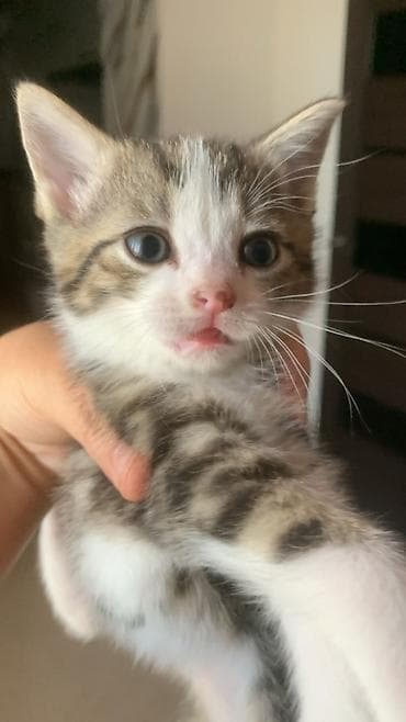 куплю кошку: Котята, короткошёрстные, окрасы: белый с пятнами табби и несколько — 3