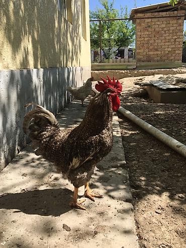 домашняя сова купить: Продаю | Петух | Домашняя | Для разведения — 1