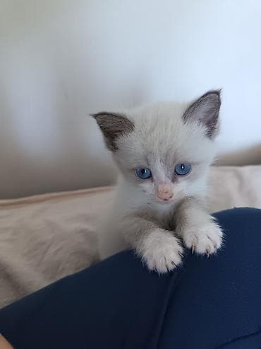 черные котята купить: Кошка даром: Беспородная, 2 месяца, Мальчик, Приучена к лотку — 4