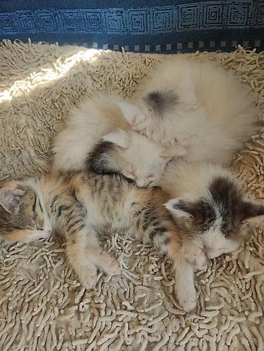 рыжие котята: Котята, помёт из четырёх малышей. Описание: - Окрас: трикот (пёстрые — 1