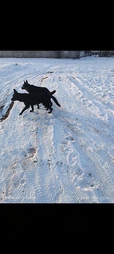 Ит бекер берем: Чыгыш Европа овчаркасы, 10 айлык, Эркек, Ит тегин тастыктоочу документ — 4