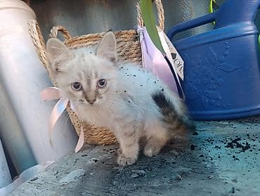Продажа кошек: В Добрые руки. БЕСПЛАТНО!!!Котята домашние, разноокрасочные: - — 10