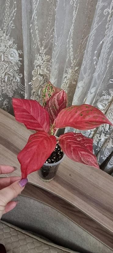 Аглаонемы: Аглаонема вариегатная (розово‑зеленые формы) Декоративно-лиственное — 7