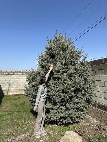 опрыскиватель садовый бишкек: Живая голубая ель (вероятно, Picea pungens, «голубая ель») - — 3