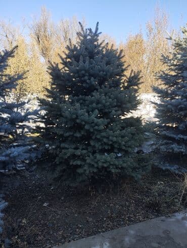 печенье с предсказаниями бишкек: Саженцы деревьев: Ели, Самовывоз — 2