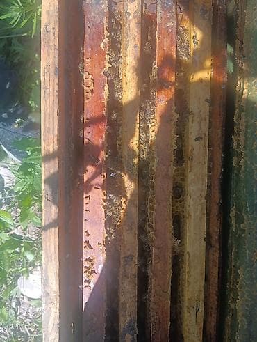 сейф жалалабад: Пчёль аары семия продаю 4рамочный — 1