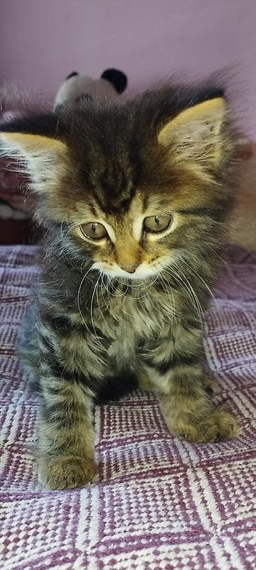 кошка рыжая: Беспородная, 1 месяц, Девочка, Приучена к лотку — 5