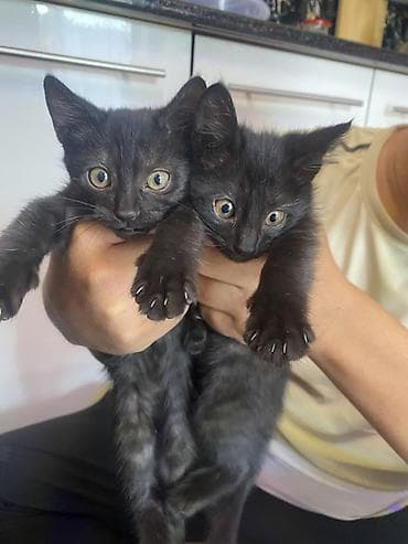 Продажа кошек: Черные котята от домашней кошки - Помет из нескольких котят, все с — 1